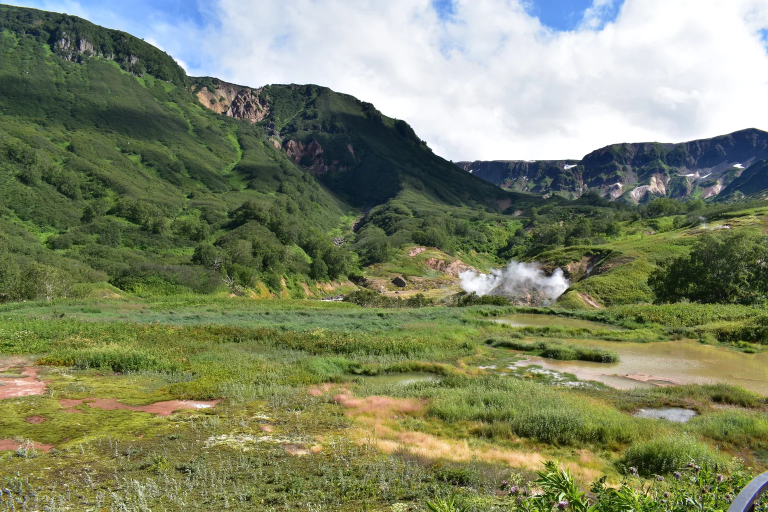 Ours brun pêchant un saumon dans une rivière du Kamtchatka, eau claire et végétation de toundra