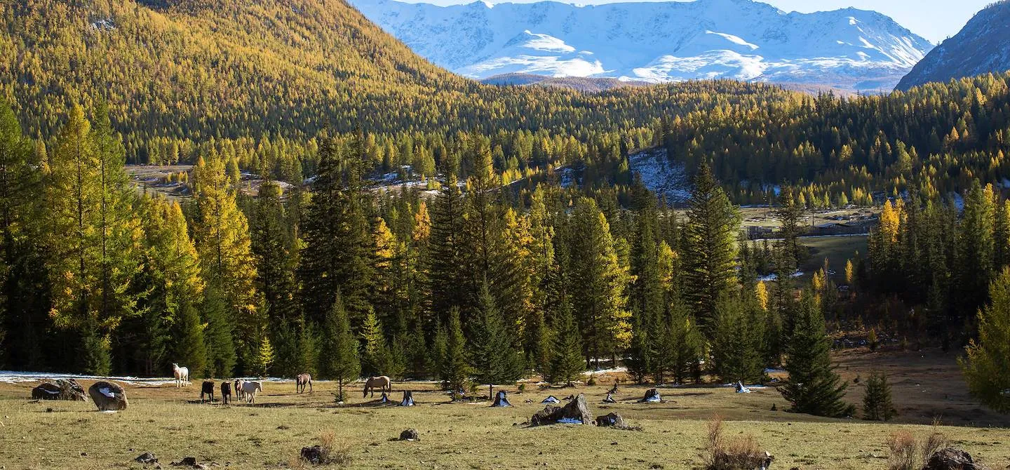Taïga sibérienne - La plus grande forêt du monde en Russie
