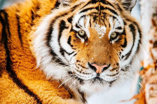 Tigre de Sibérie, le plus grand félin du monde, dans la taïga russe
