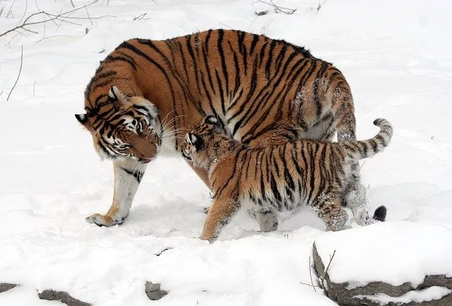 tigre de Sibérie